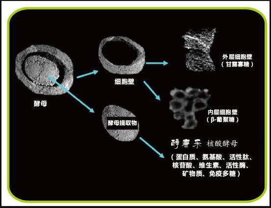 抗病毒治疗可以补硒(硒片抗病毒吗)-硒宝网