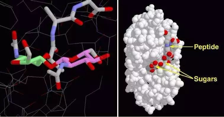 抗病毒治疗可以补硒(硒片抗病毒吗)-硒宝网