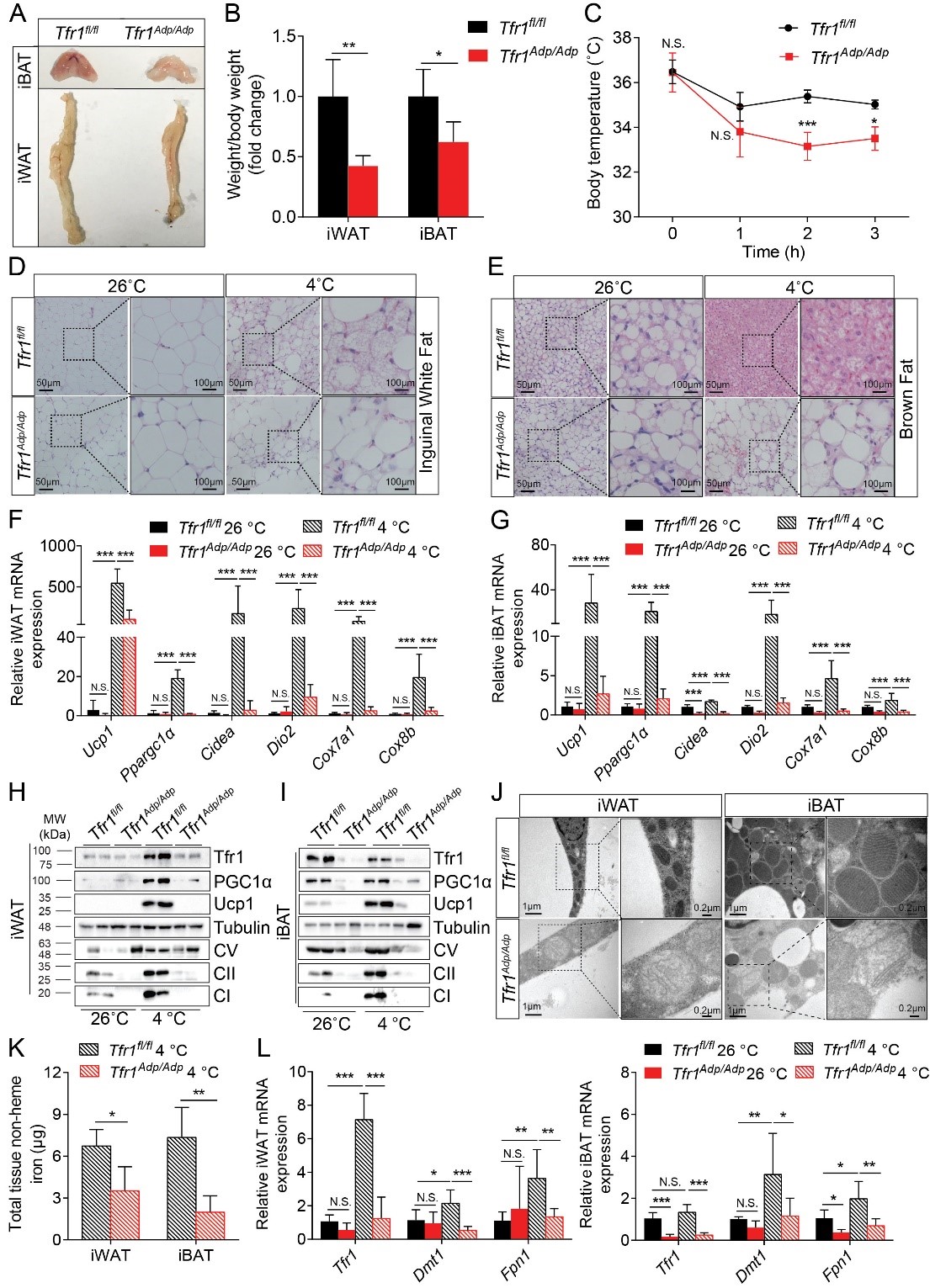 细胞微量元素(细胞微量元素有哪些)-硒宝网