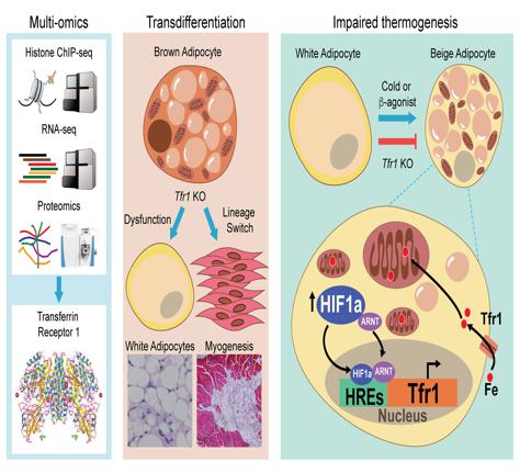 细胞微量元素(细胞微量元素有哪些)-硒宝网