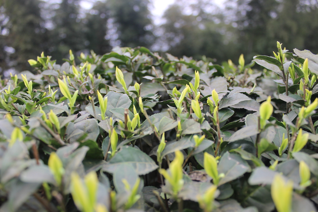 长期喝黑茶能补硒吗（黑茶里有硒元素吗）-硒宝网