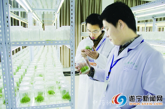 补硒的中药材有什么(补硒的中药材)-硒宝网