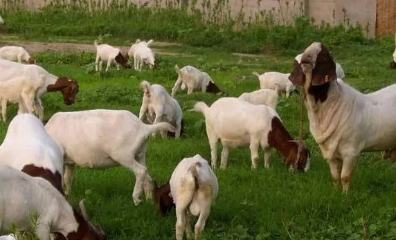 给母羊一年补几次硒(母羊产前补硒)-硒宝网