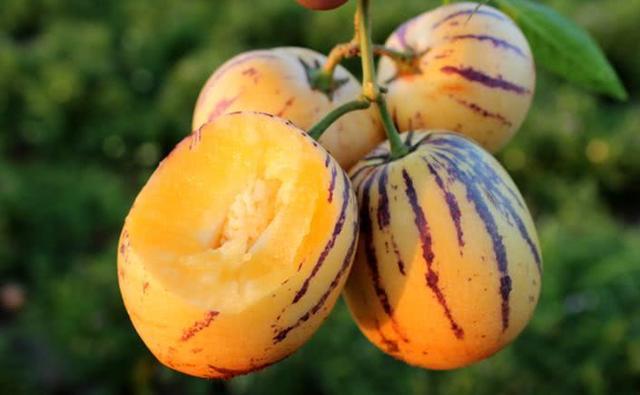 中国科学院补硒工程(硒科学与工程现代产业学院)-硒宝网