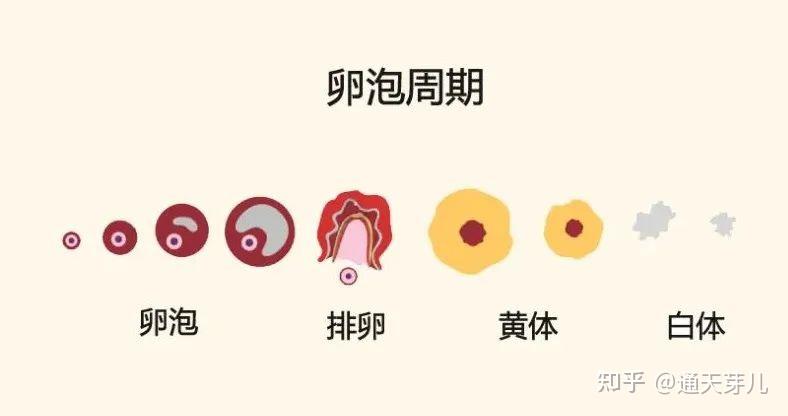 补硒会提前来月经吗(吃补品姨妈提前)-硒宝网