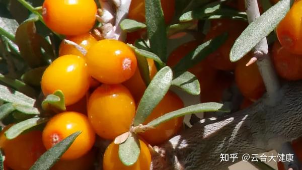 补硒与牛皮癣的治疗(新硒望科学补硒协会)-硒宝网