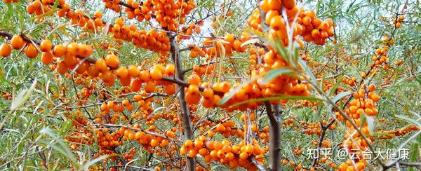 补硒与牛皮癣的治疗(新硒望科学补硒协会)-硒宝网