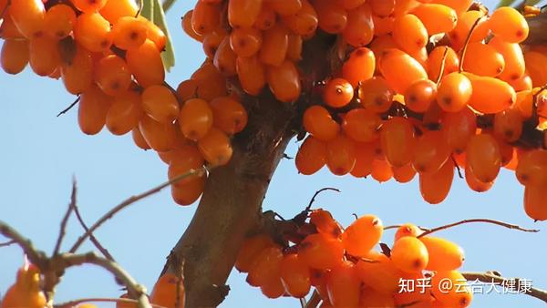 补硒与牛皮癣的治疗(新硒望科学补硒协会)-硒宝网