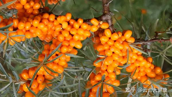 补硒与牛皮癣的治疗(新硒望科学补硒协会)-硒宝网