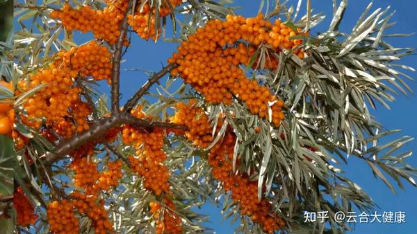 补硒与牛皮癣的治疗(新硒望科学补硒协会)-硒宝网