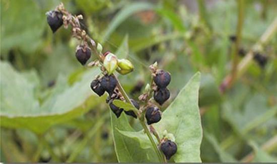 糖尿病患者如何补硒（补硒对糖尿病人有什么好处）-硒宝网