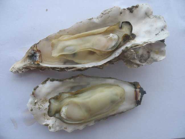 吃什么可以补微量元素(补充微量元素可以长高吗)-硒宝网