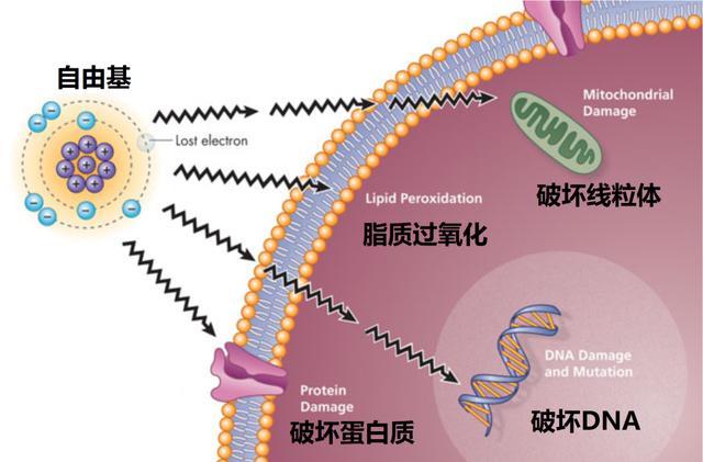 运动员为什么要补硒(运动员需要补什么)-硒宝网