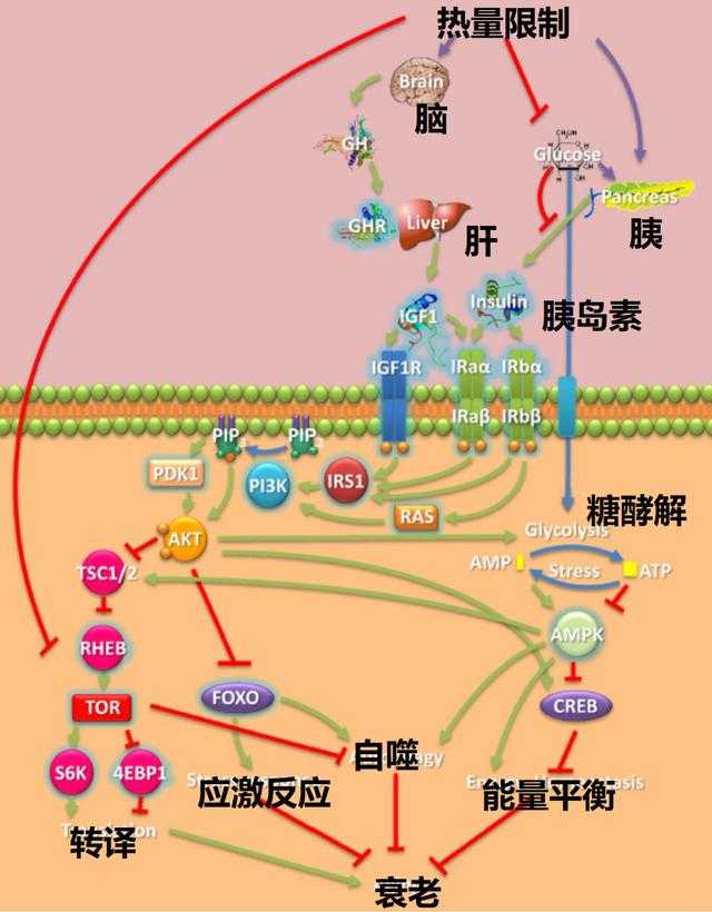 运动员为什么要补硒(运动员需要补什么)-硒宝网