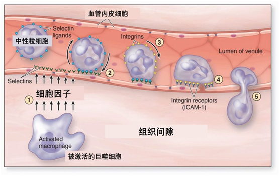 补硒影响打胰岛素吗（打胰岛素会缺钙吗）-硒宝网