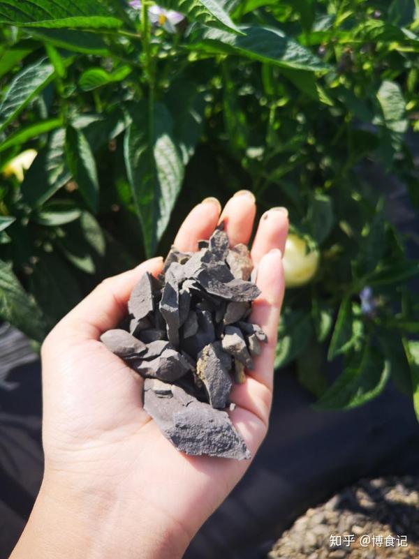 吃人参果补硒最快吗(人参果富硒吗)-硒宝网