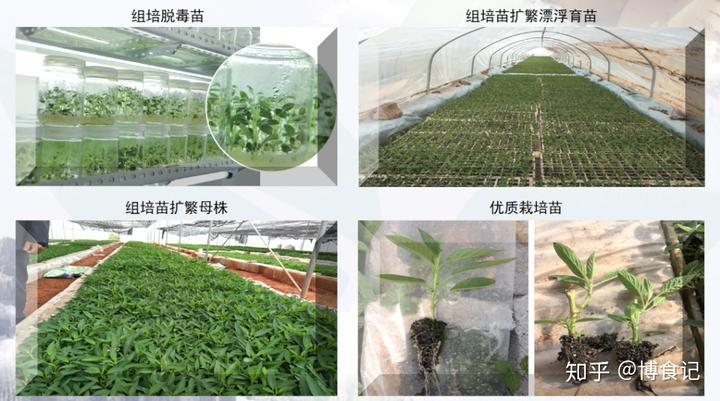 吃人参果补硒最快吗(人参果富硒吗)-硒宝网