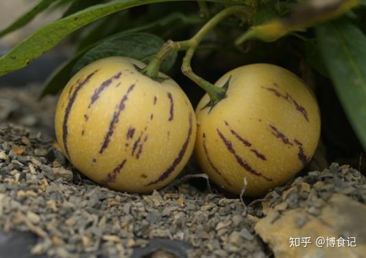 吃人参果补硒最快吗(人参果富硒吗)-硒宝网