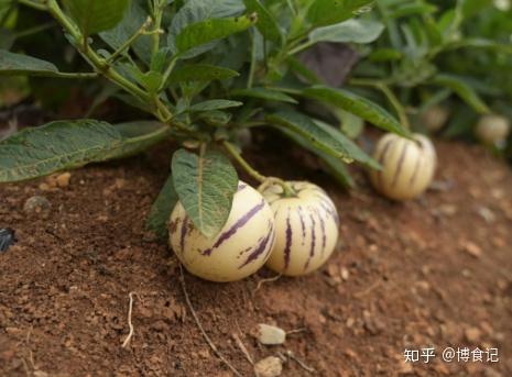 吃人参果补硒最快吗(人参果富硒吗)-硒宝网