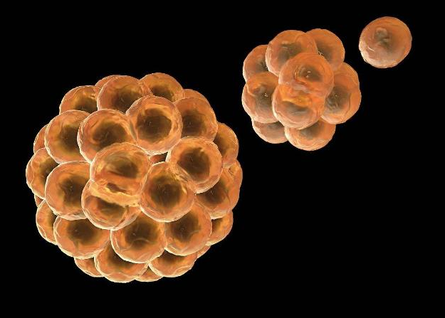 贫血补铁(贫血补铁和什么)-硒宝网