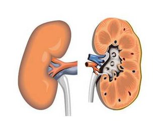 补硒对肾囊肿的作用(补硒)-硒宝网