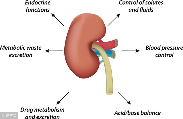 补硒对肾囊肿的作用（补硒有什么作用）-硒宝网