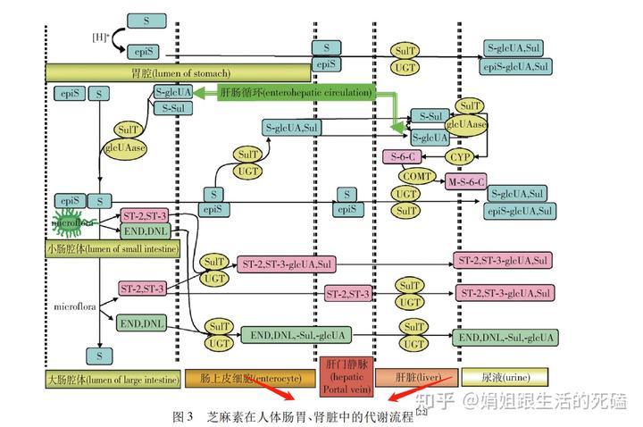 补钙喝什么牛奶(喝牛奶补钙)-硒宝网