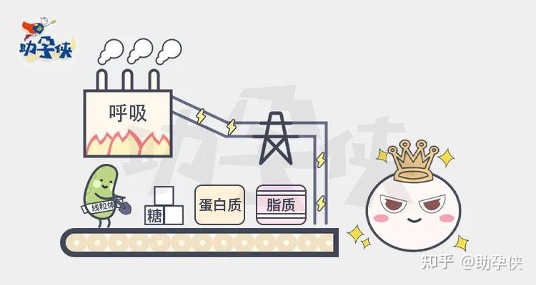 试管备孕有补硒的吗（备孕补硒）-硒宝网