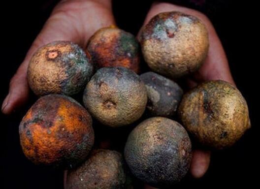 神经系统可以补硒吗(硒神经系统)-硒宝网