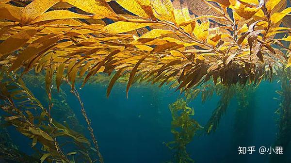 宫颈癌术后能补硒吗(宫颈癌康复期可以吃硒片吗)-硒宝网