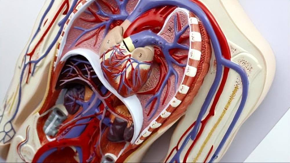 血脂高可补硒元素吗(硒高血脂)-硒宝网