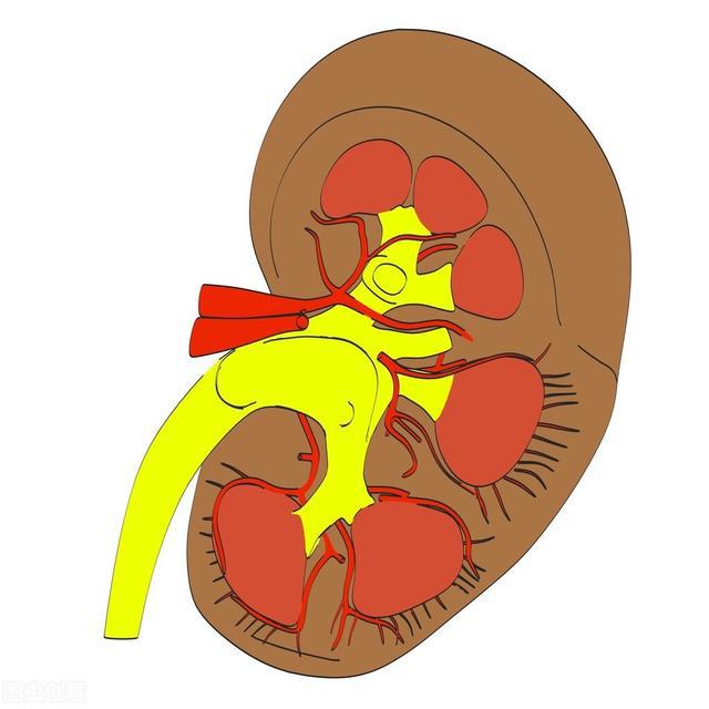 养肝护肝补硒吃什么(补硒肝脏)-硒宝网