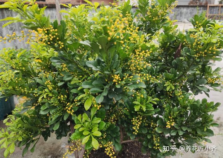 补铁的作用(补铁起到什么作用)-硒宝网