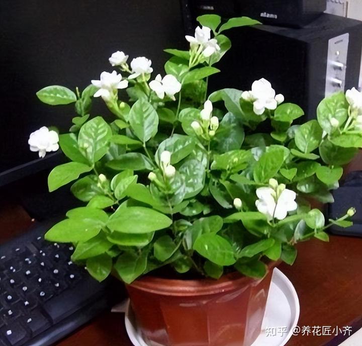 补铁的作用(补铁起到什么作用)-硒宝网