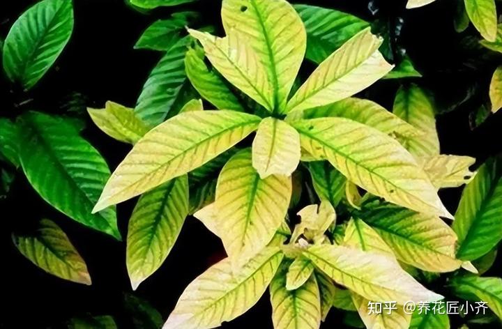 补铁的作用(补铁起到什么作用)-硒宝网