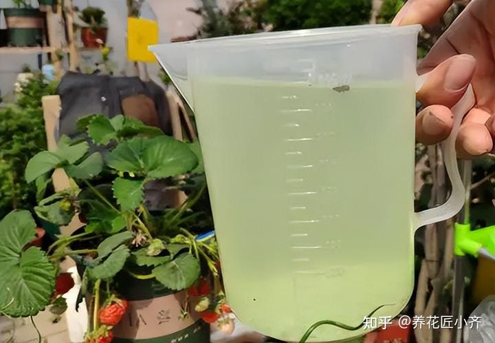 补铁的作用(补铁起到什么作用)-硒宝网