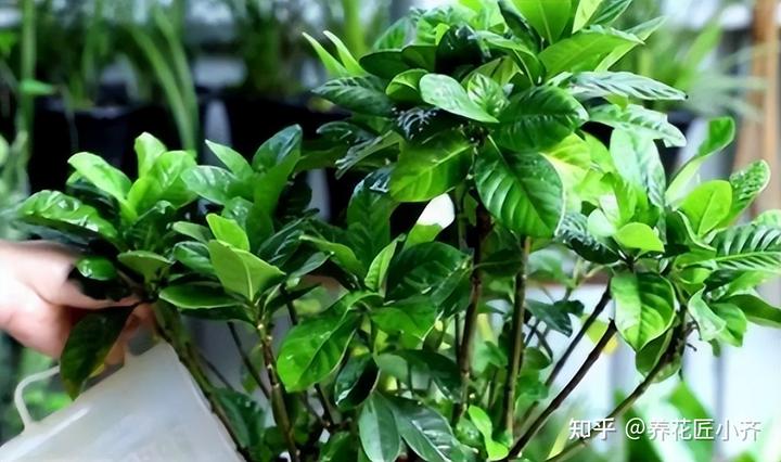 补铁的作用(补铁起到什么作用)-硒宝网