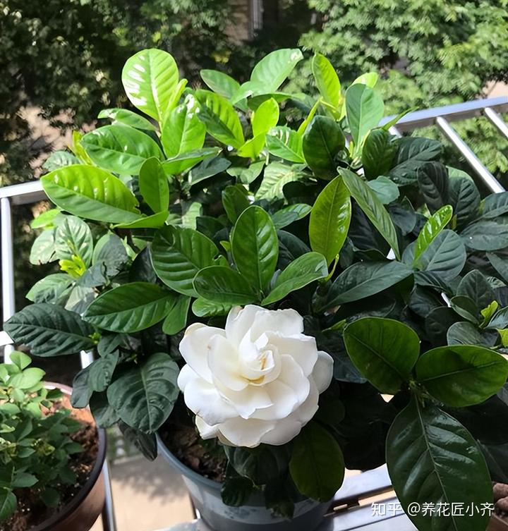 补铁的作用(补铁起到什么作用)-硒宝网