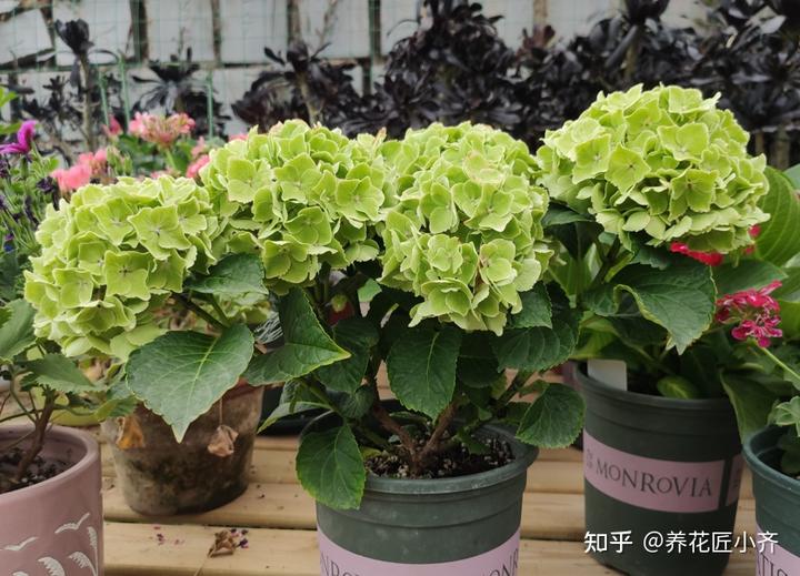 补铁的作用(补铁起到什么作用)-硒宝网