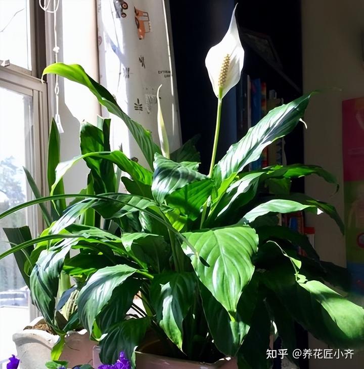 补铁的作用(补铁起到什么作用)-硒宝网