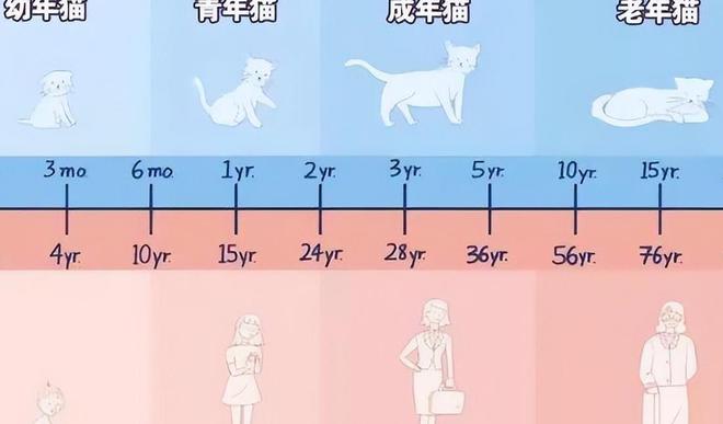 猫咪补充微量元素吃什么(猫猫补充微量元素)-硒宝网