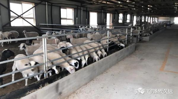 怀孕母羊几个月补硒(怀孕母羊补硒胎儿能吸收吗)-硒宝网