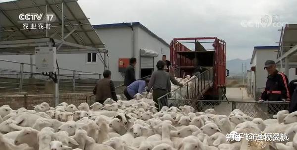 怀孕母羊几个月补硒(怀孕母羊补硒胎儿能吸收吗)-硒宝网