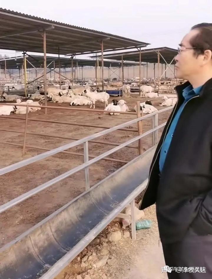 怀孕母羊几个月补硒(怀孕母羊补硒胎儿能吸收吗)-硒宝网