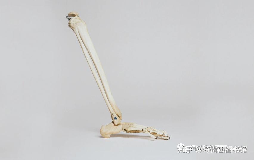 女性补钙吃什么钙片好（女性吃钙片好吗）-硒宝网