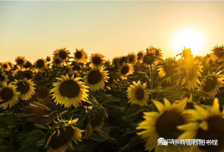 女性补钙吃什么钙片好（女性吃钙片好吗）-硒宝网