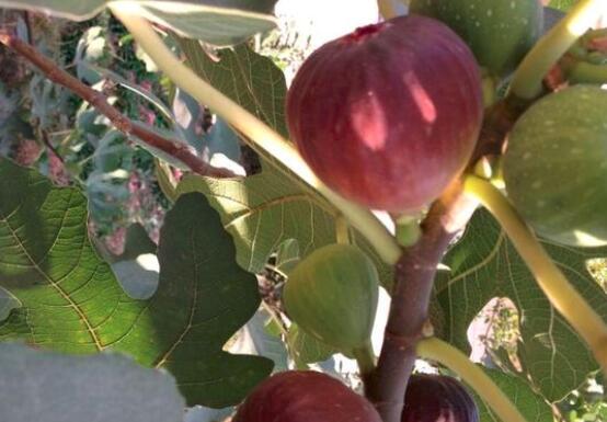 补铁吃啥（吃补铁的药大便墨绿色）-硒宝网