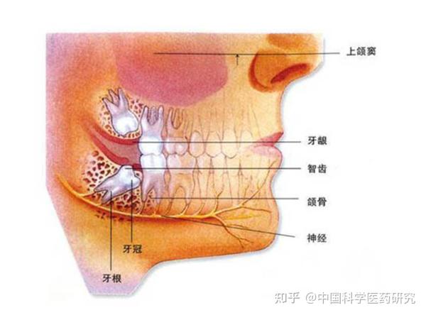 四岁孩子补钙哪种钙好（补钙效果好的儿童钙片）-硒宝网