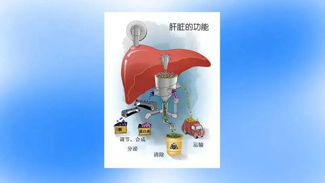 补硒对脂肪肝的作用（脂肪肝吃硒有什么用）-硒宝网