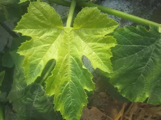 钙磷锌铁镁硒十八补（钙磷铁锌的食物有哪些）-硒宝网